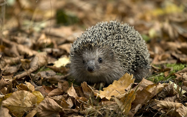 Hedgehog sitting leaves ground sunlight free wallpaper for desktop - medium preview image