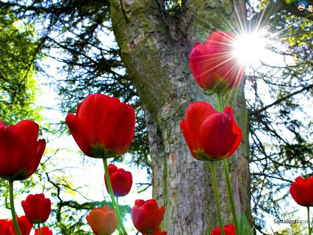 Red flowers sunlight tree trunk free wallpaper for desktop - medium preview image