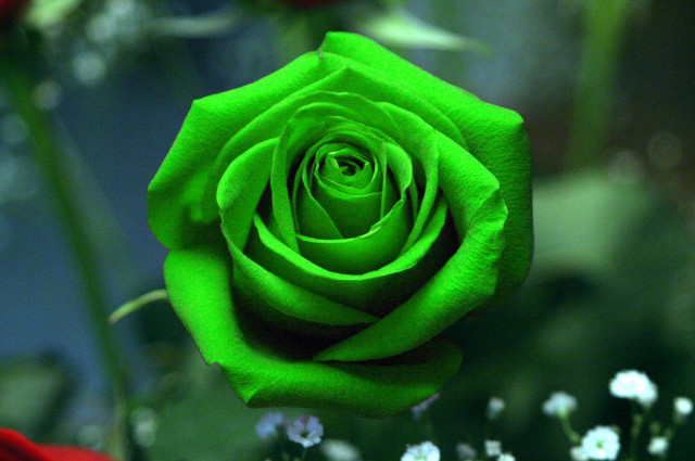Green rose vase white flowers free wallpaper for desktop - medium preview image