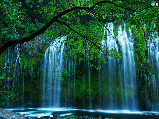 Waterfall tree forest stream nature free wallpaper for desktop - medium preview image