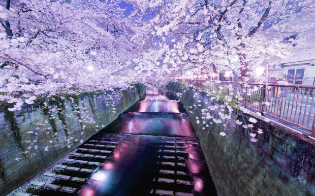 River flowers bridge lights building free wallpaper for desktop - medium preview image