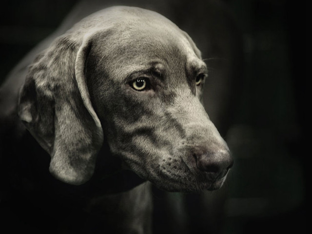 Sad dog black background white free wallpaper for desktop - medium preview image