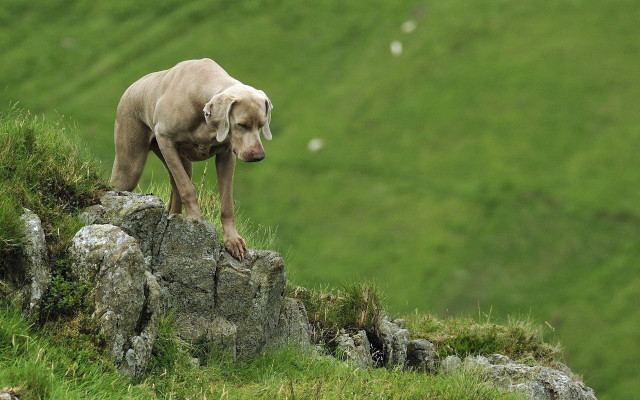 Dog rock grassy field hill free wallpaper for desktop - medium preview image