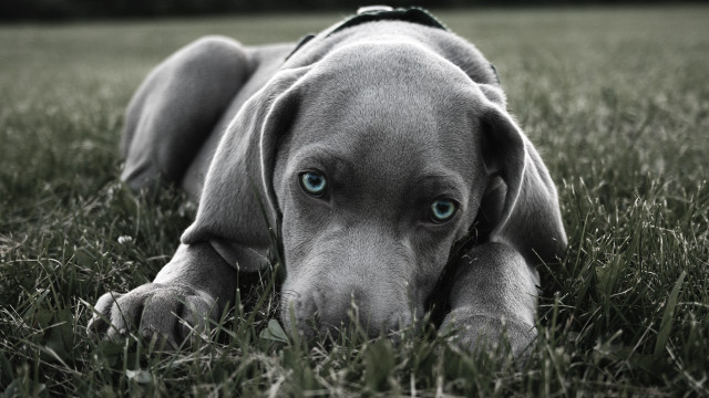 Dog laying grass head down free wallpaper for desktop - medium preview image