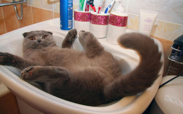 Cat laying sink paws water free wallpaper for desktop - medium preview image