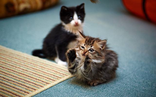 Kittens sitting floor looking camera free wallpaper for desktop - medium preview image