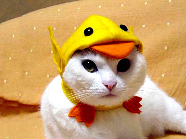 Cat yellow duck hat red free wallpaper for desktop - medium preview image