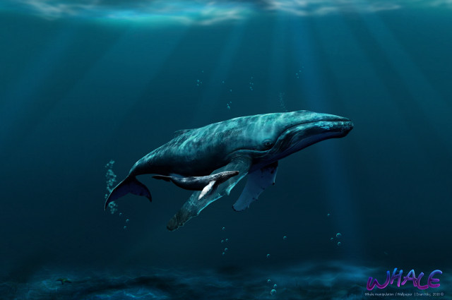 Humpback whale ocean sunlight fish free wallpaper for desktop - medium preview image