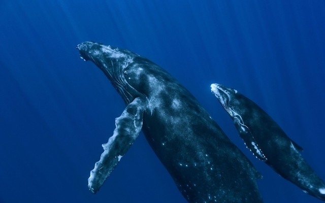 Humpback whales swimming ocean together #2 free wallpaper for desktop - medium preview image