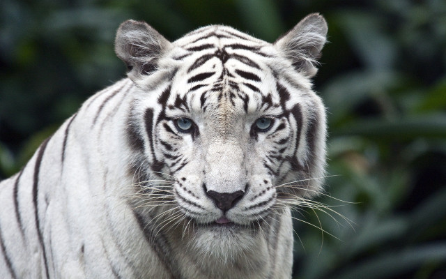 White tiger blue eyes blurry free wallpaper for desktop - medium preview image