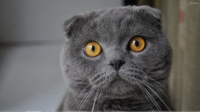 Gray cat yellow eyes serious #6 free wallpaper for desktop - medium preview image