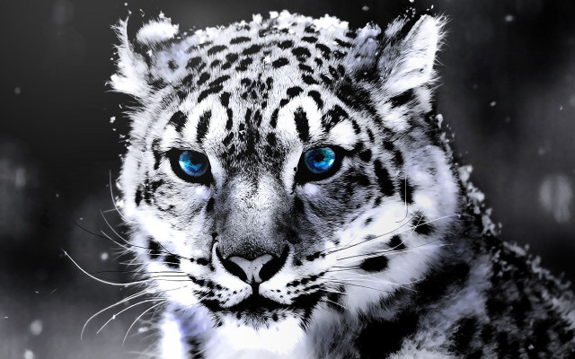 Snow leopard blue eyes artistic free wallpaper for desktop - medium preview image