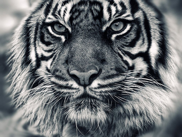 Tiger face black white blurry free wallpaper for desktop - medium preview image