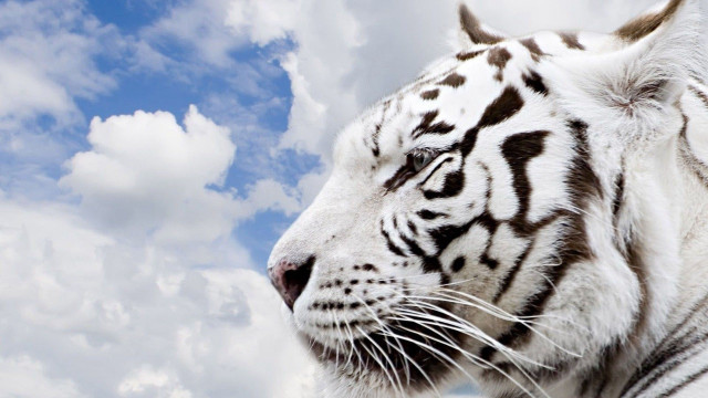 White tiger black spots cloudy free wallpaper for desktop - medium preview image