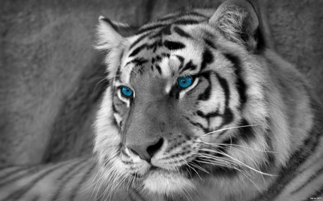White tiger blue eyes serious #2 free wallpaper for desktop - medium preview image