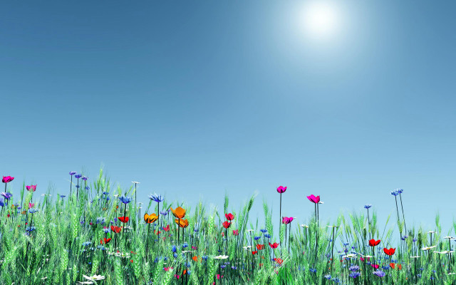 Flower field summer blue sky free wallpaper for desktop - medium preview image