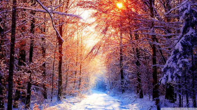 Snowy path forest trees sunshine #2 free wallpaper for desktop - medium preview image