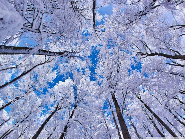 Forest snow blue skies trees free wallpaper for desktop - medium preview image