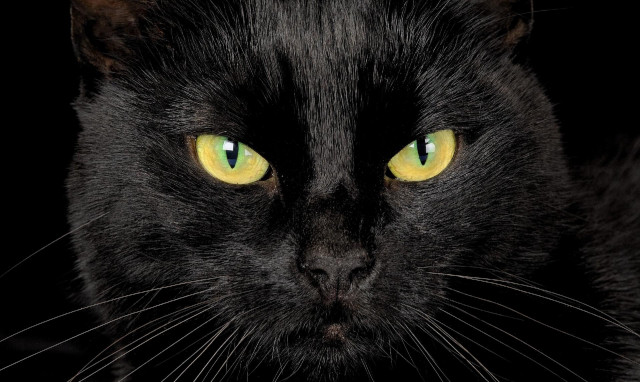 Black cat yellow eyes camera #2 free wallpaper for desktop - medium preview image