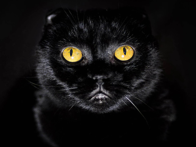 Black cat yellow eyes camera free wallpaper for desktop - medium preview image