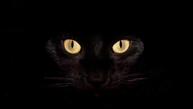 Black cat yellow eyes gothic #14 free wallpaper for desktop - medium preview image