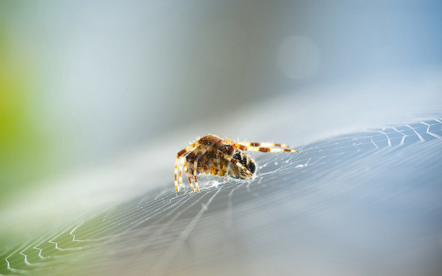 Spider leaf macro earth horizon free wallpaper for desktop - medium preview image