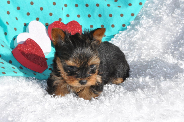 Small dog heart pillow blue free wallpaper for desktop - medium preview image