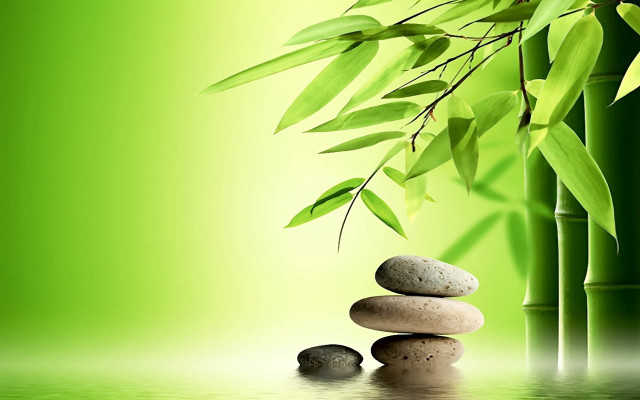 Bamboo tree rocks leaves green free wallpaper for desktop - medium preview image