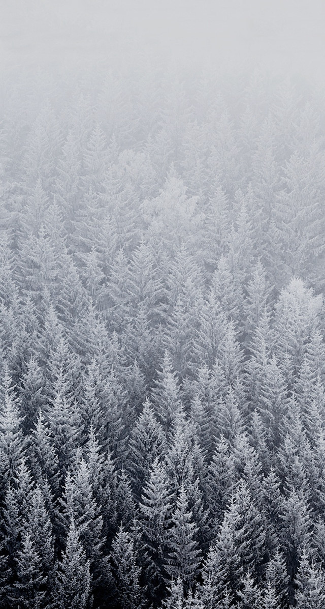 Black white forest snow frosted free wallpaper for mobile - medium preview image