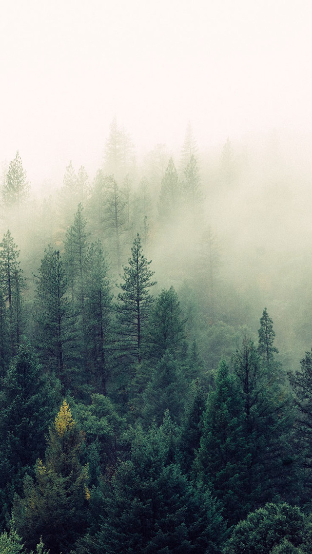 Foggy forest bench night starry free wallpaper for mobile - medium preview image