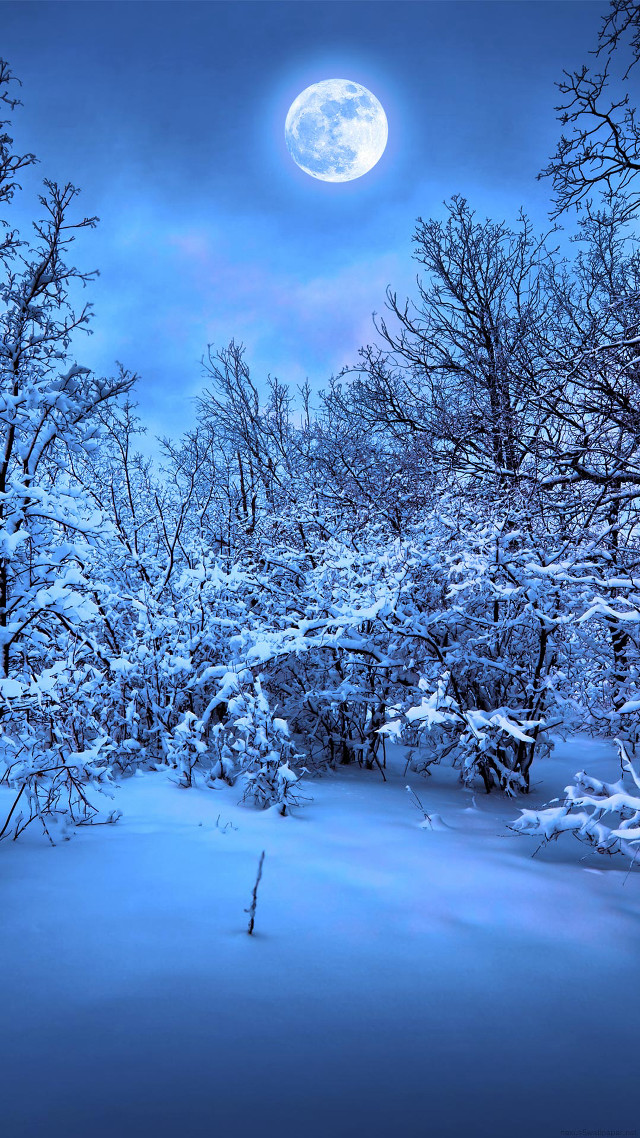 Full moon snowy forest night free wallpaper for mobile - medium preview image