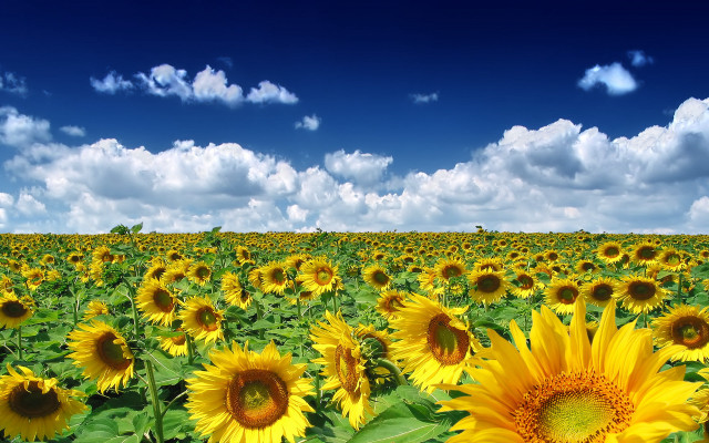 Sunflower field blue sky clouds #2 free wallpaper for desktop - medium preview image