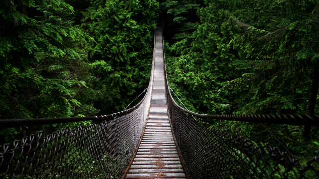 Suspension bridge forest trees walkway #5 free wallpaper for desktop - medium preview image