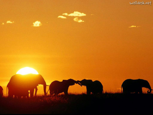 Elephants sunset field clouds background free wallpaper for desktop - medium preview image