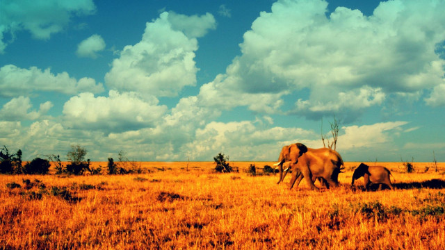 Elephants walking dry grass cloudy free wallpaper for desktop - medium preview image