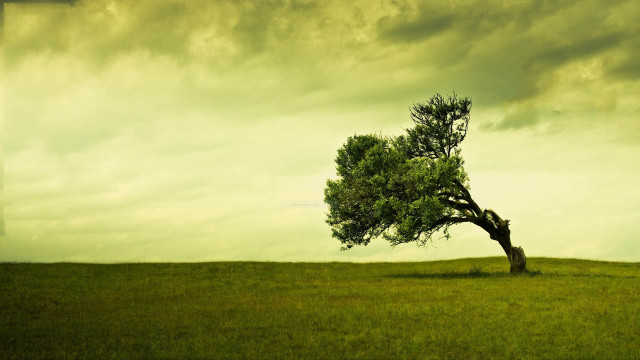 Lone tree grassy field cloudy #12 free wallpaper for desktop - medium preview image