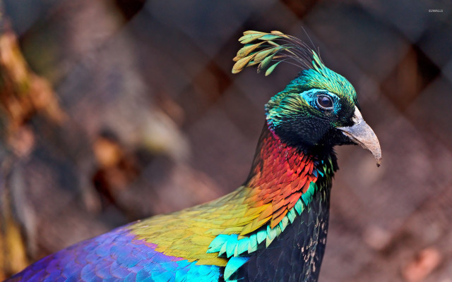 Colorful bird long beak chain free wallpaper for desktop - medium preview image