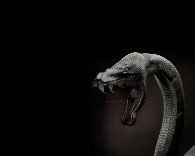 Snake mouth open tongue dark free wallpaper for desktop - medium preview image