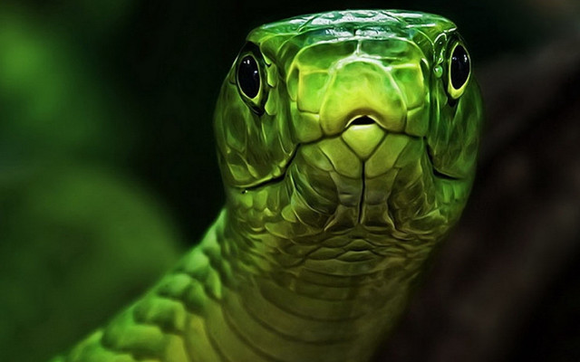 Green snake head turned side free wallpaper for desktop - medium preview image