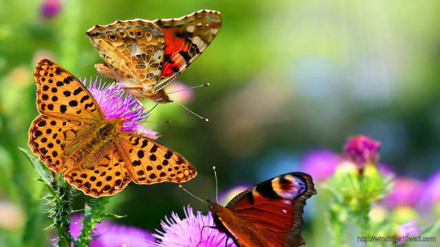 Butterflies flower sun ground free wallpaper for desktop - medium preview image