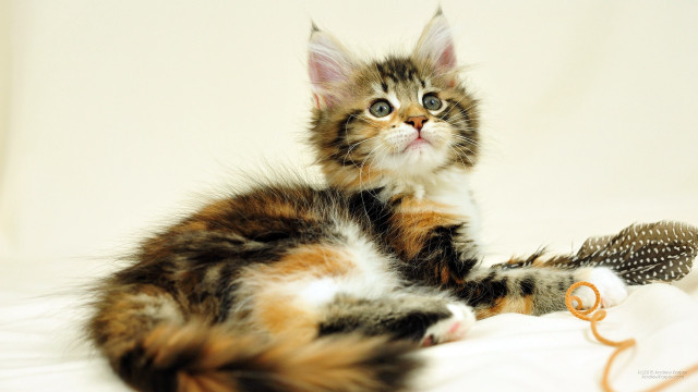 Kitten white sheet looking up free wallpaper for desktop - medium preview image