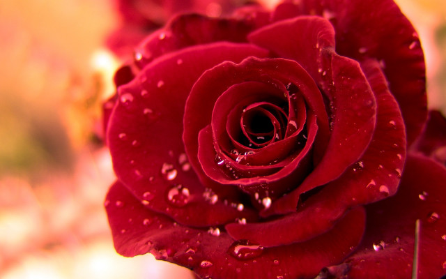 Red rose water droplets petals #9 free wallpaper for desktop - medium preview image
