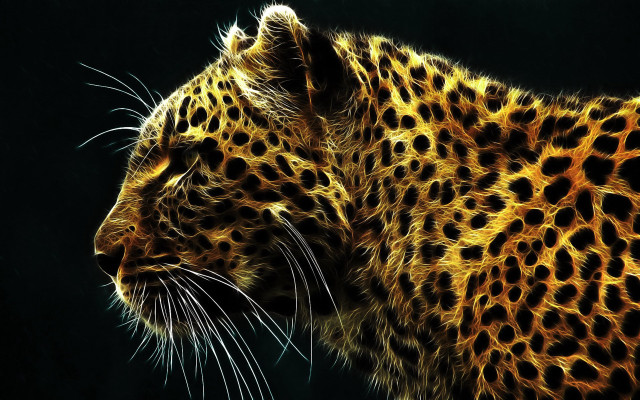 Leopard closeup black background yellow free wallpaper for desktop - medium preview image