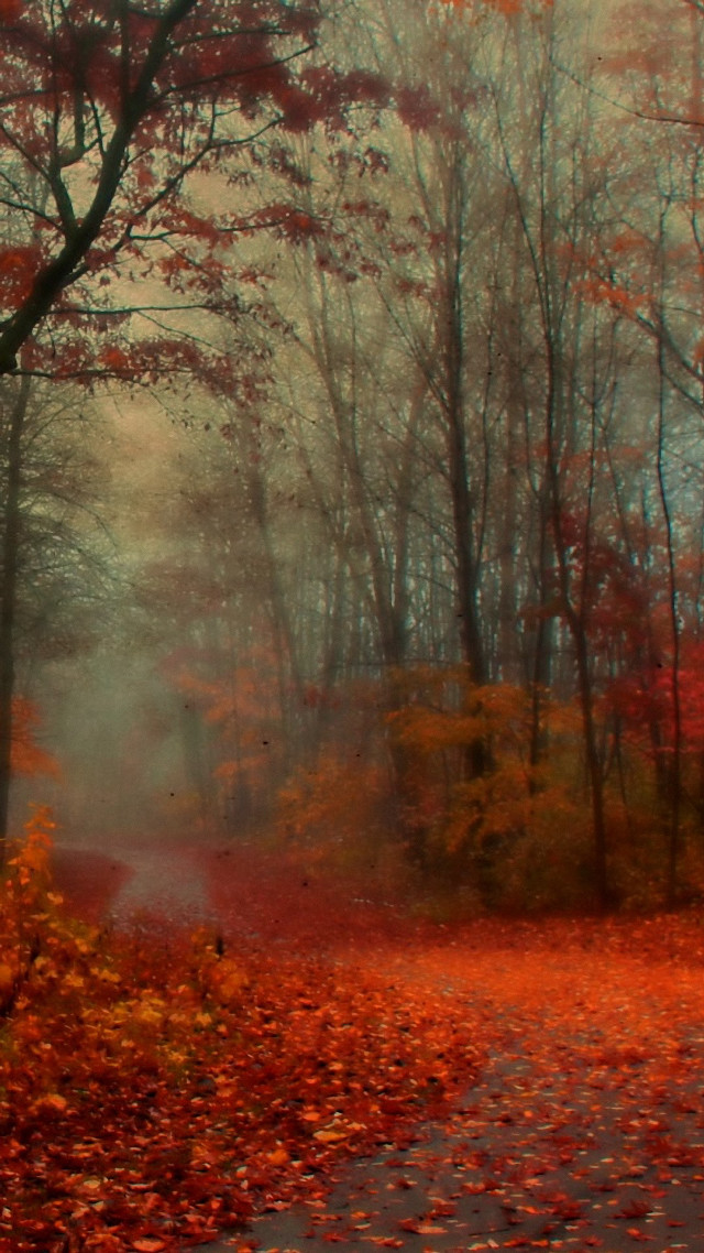 Road woods leaves fire hydrant free wallpaper for mobile - medium preview image