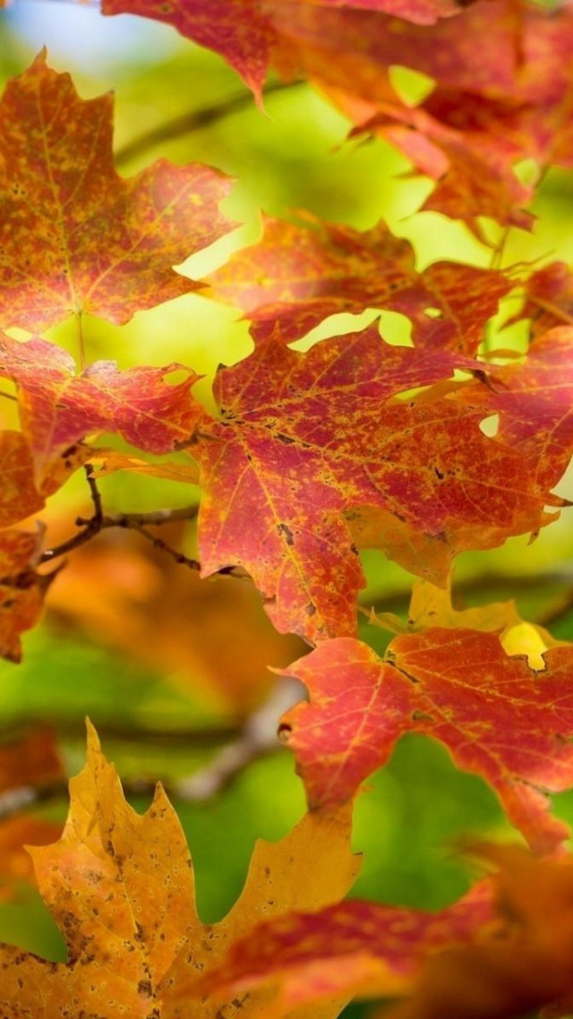Falling leaves autumn tree blurry free wallpaper for mobile - medium preview image