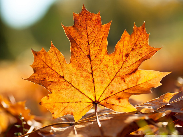 Leaf autumn sun blurry flames free wallpaper for desktop - medium preview image