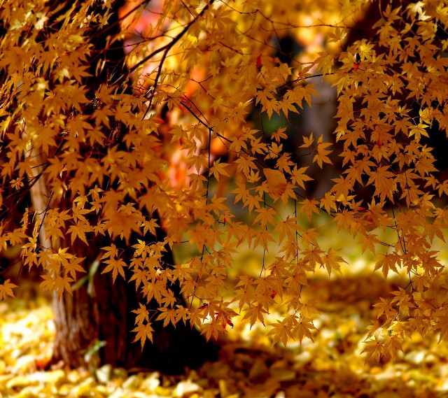 Tree yellow leaves fall blurry free wallpaper for tablet - medium preview image