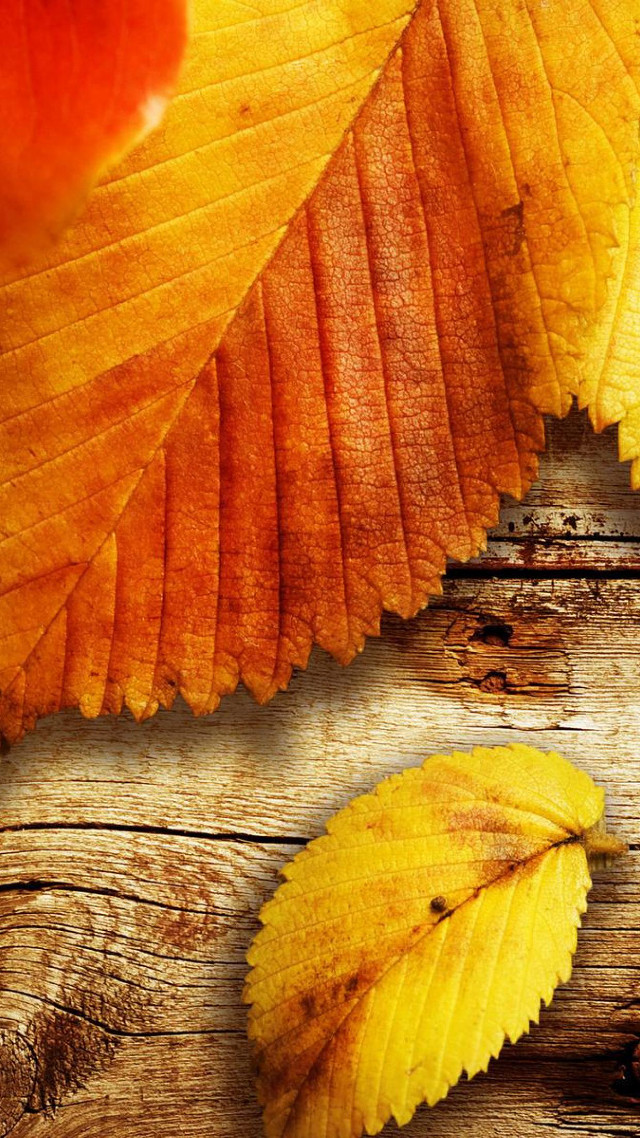 Yellow leaf wooden surface red free wallpaper for mobile - medium preview image
