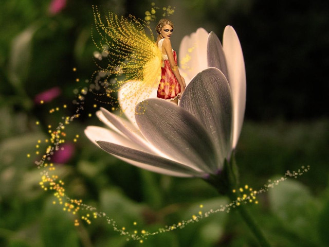 Flower fairy field bokeh detailed free wallpaper for desktop - medium preview image