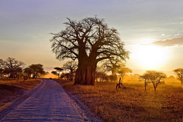 Dirt road field tree giraffe free wallpaper for desktop - medium preview image